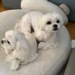 1-3 months Male Purebred Maltese