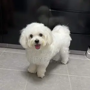 1-3 months Male Purebred Poodle