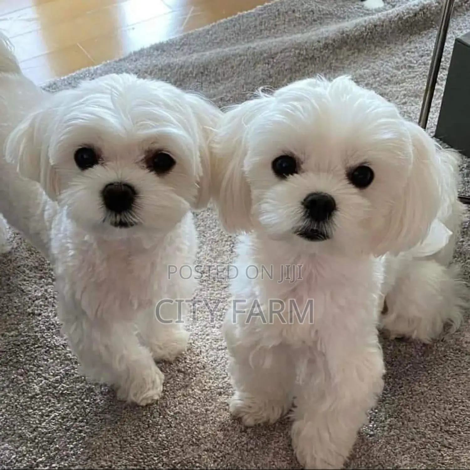 1-3 months Female Purebred Maltese