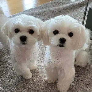1-3 months Female Purebred Maltese