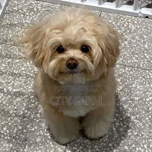 1-3 months Female Purebred Poodle