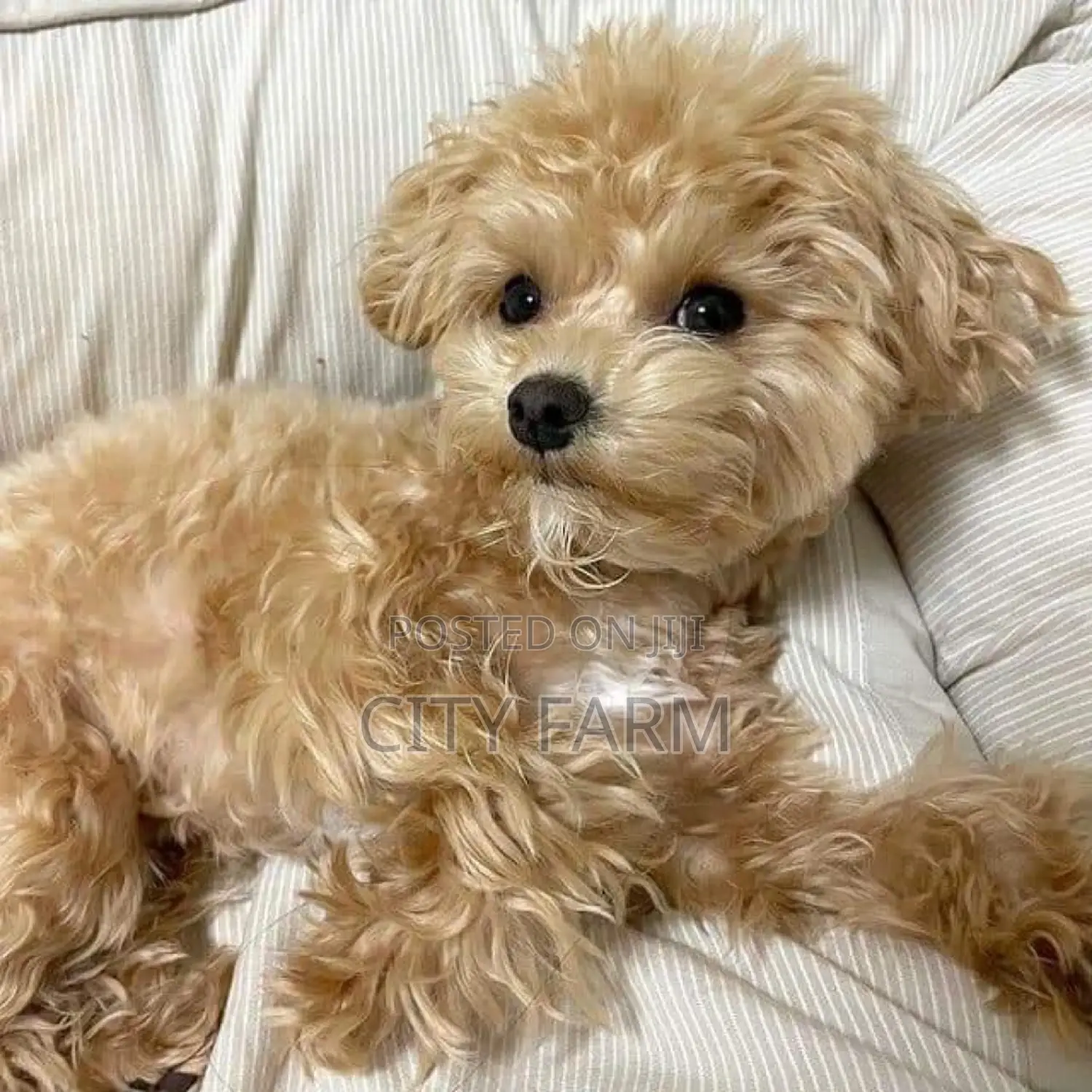 1-3 months Female Purebred Poodle