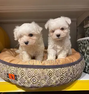 1-3 months Male Purebred Poodle