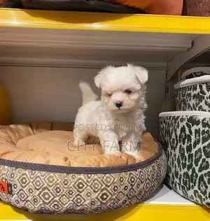 1-3 months Male Purebred Maltese
