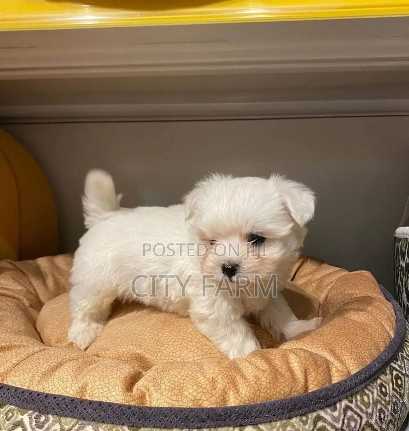 1-3 months Female Purebred Poodle