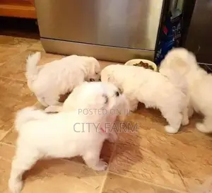 1-3 months Male Purebred Lhasa Apso