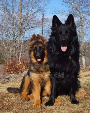 1-3 months Male Purebred German Shepherd