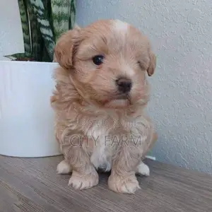 1-3 months Female Purebred Lhasa Apso
