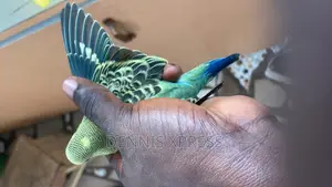 Budgies(Male and Female) (Young and Adult )