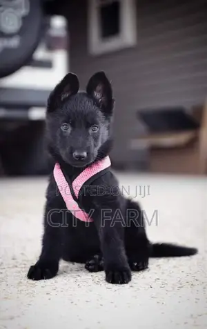 1-3 months Male Purebred German Shepherd
