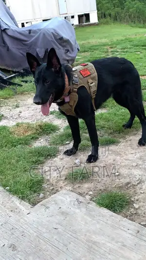 1-3 months Male Purebred German Shepherd
