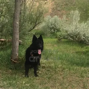 3-6 months Male Purebred German Shepherd