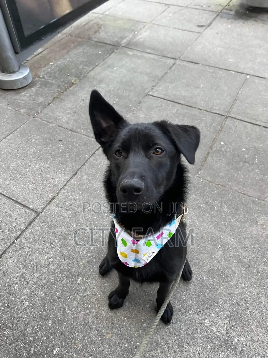 1-3 months Female Purebred German Shepherd