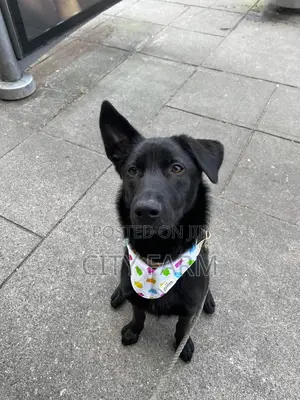 1-3 months Female Purebred German Shepherd