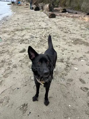 1-3 months Female Purebred German Shepherd