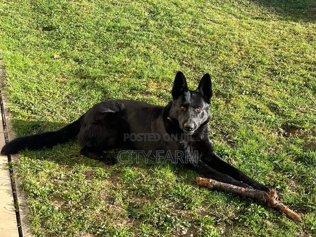 1-3 months Male Purebred German Shepherd
