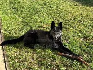 1-3 months Male Purebred German Shepherd