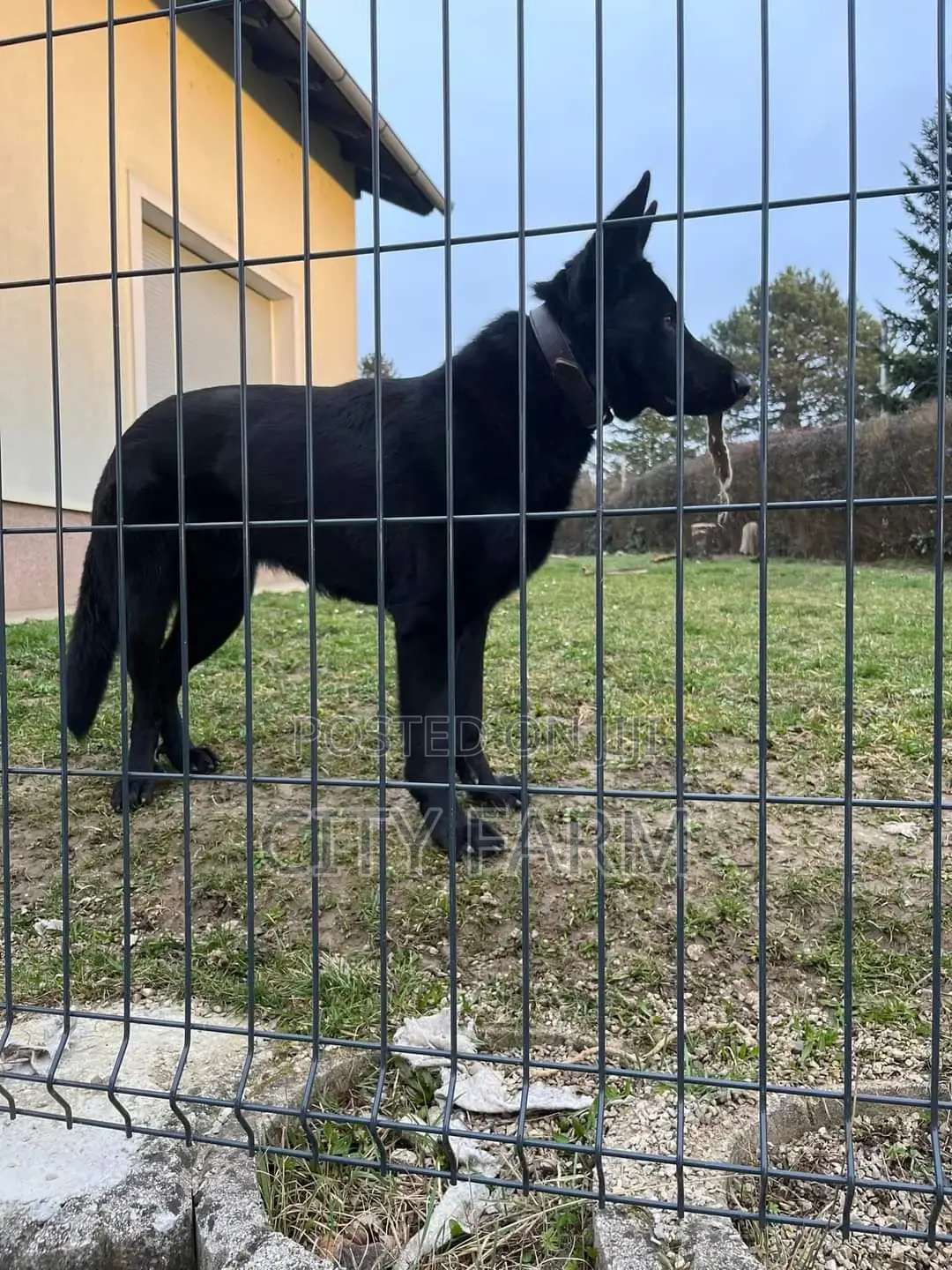 1-3 months Male Purebred German Shepherd