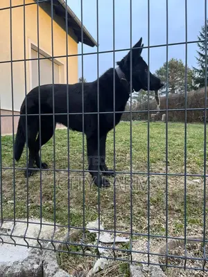 1-3 months Male Purebred German Shepherd