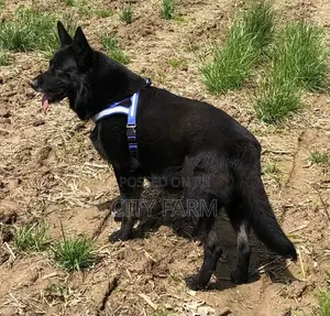 1-3 months Male Purebred German Shepherd