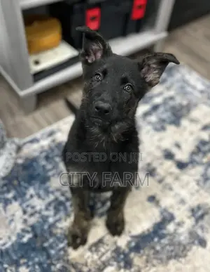 1-3 months Female Purebred German Shepherd