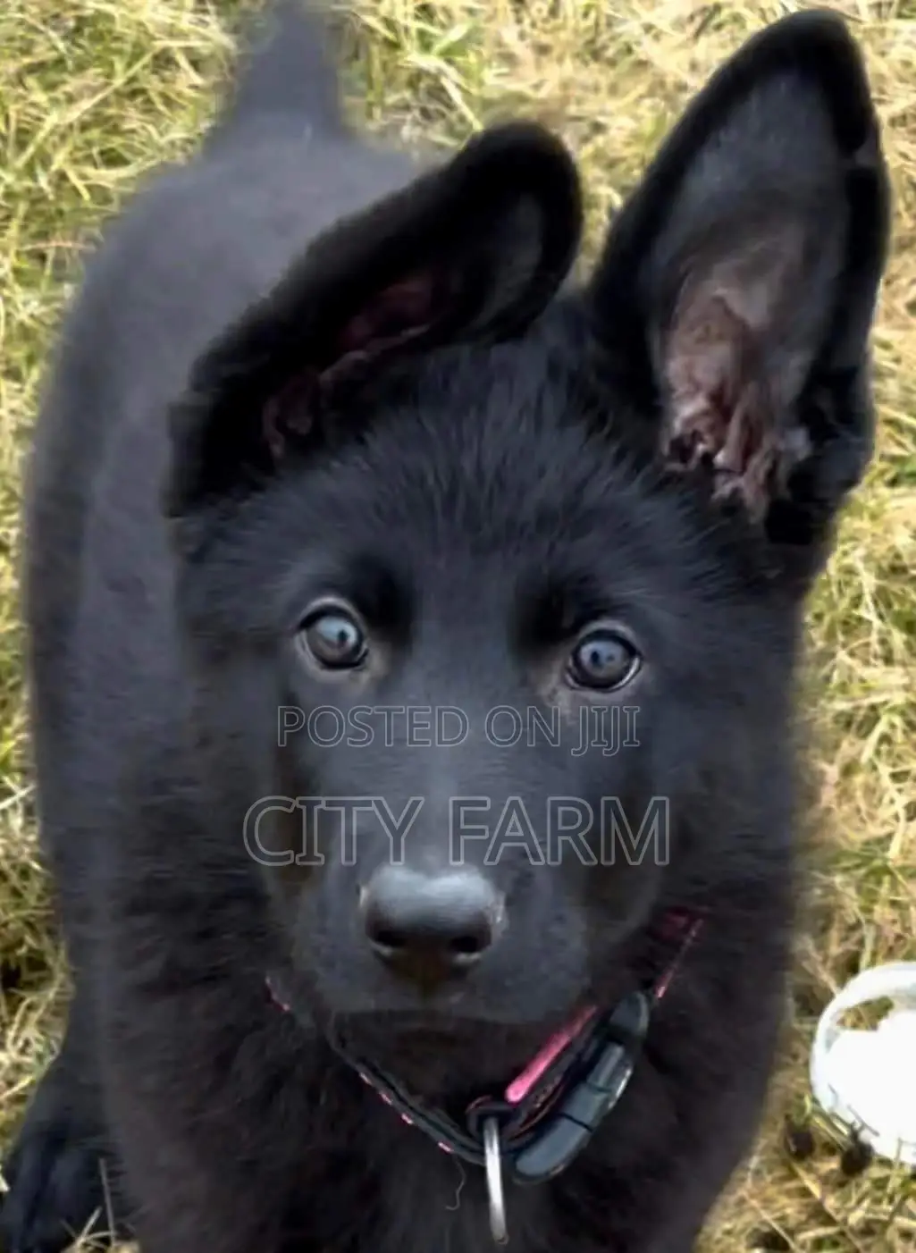 1-3 months Male Purebred German Shepherd