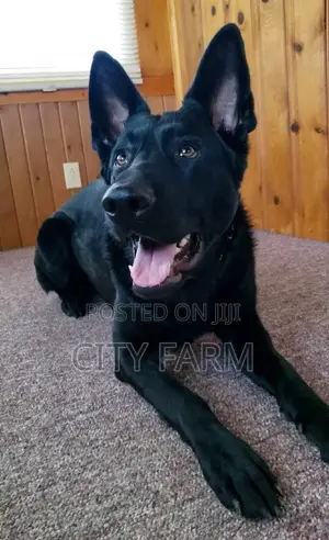 1-3 months Male Purebred German Shepherd