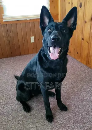 1-3 months Female Purebred German Shepherd