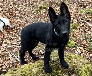 1-3 months Male Purebred German Shepherd