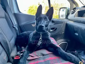 1-3 months Male Purebred German Shepherd