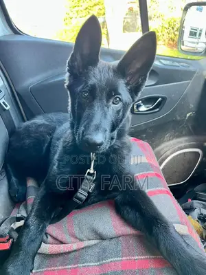 1-3 months Male Purebred German Shepherd
