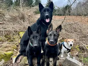 1-3 months Male Purebred German Shepherd