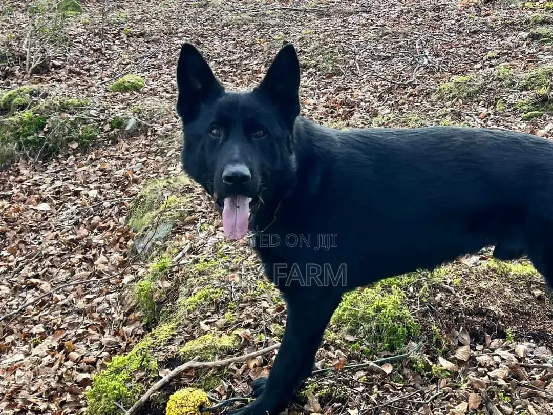 1-3 months Male Purebred German Shepherd