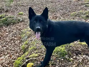 1-3 months Male Purebred German Shepherd