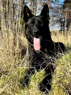 1-3 months Male Purebred German Shepherd