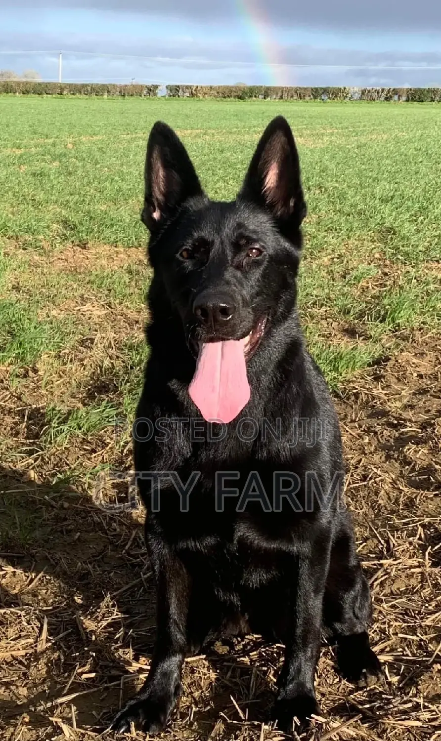 1-3 months Male Purebred German Shepherd