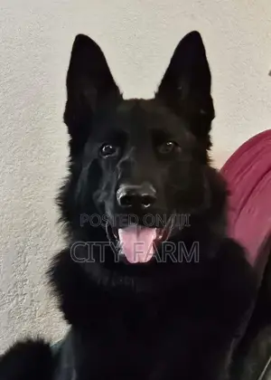 1-3 months Male Purebred German Shepherd