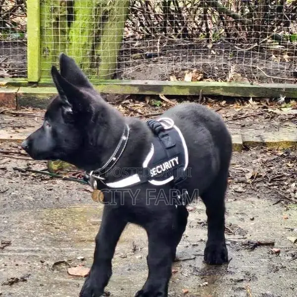 1-3 months Male Purebred German Shepherd
