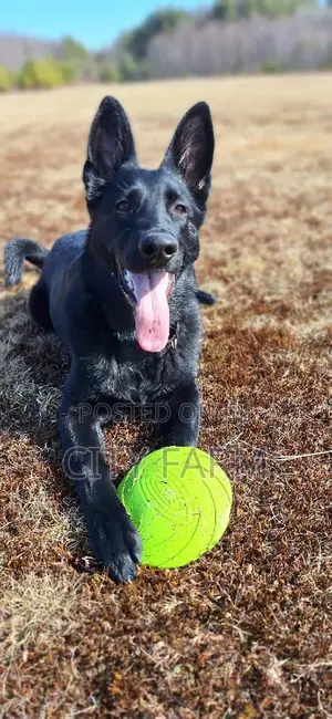 1-3 months Female Purebred German Shepherd