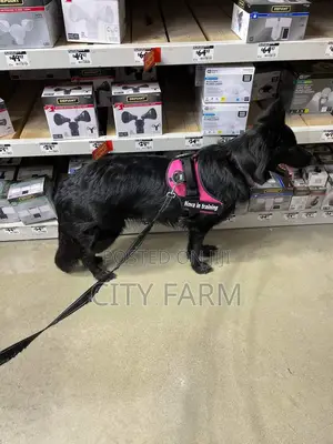 1-3 months Male Purebred German Shepherd