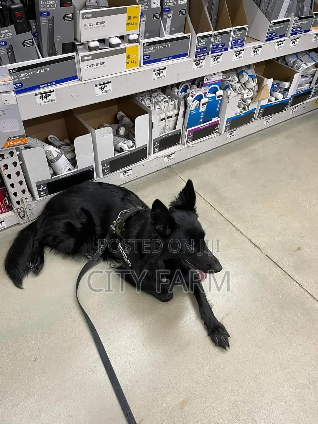 1-3 months Female Purebred German Shepherd