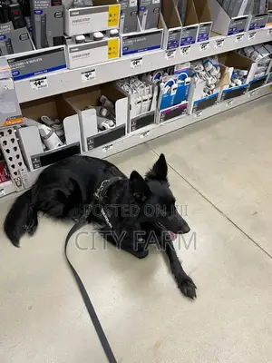 1-3 months Female Purebred German Shepherd