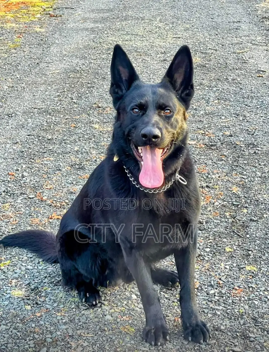 1-3 months Male Purebred German Shepherd