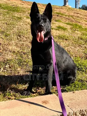 1-3 months Male Purebred German Shepherd