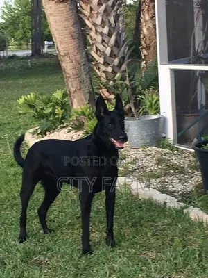 1-3 months Male Purebred German Shepherd