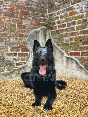 1-3 months Male Purebred German Shepherd