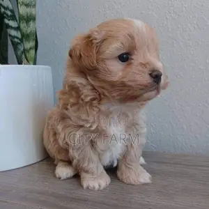 1-3 months Male Purebred Poodle
