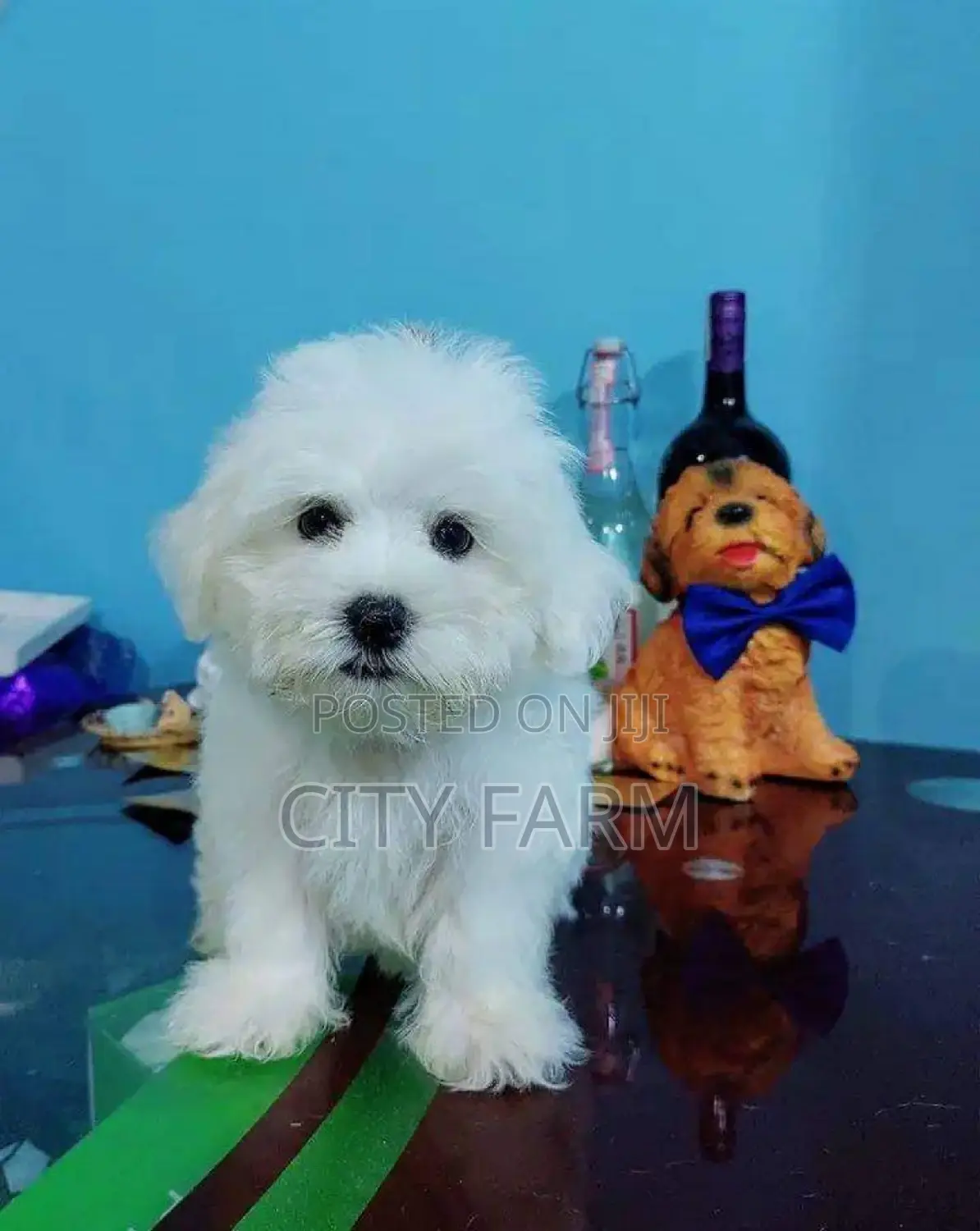 1-3 months Male Purebred Maltese