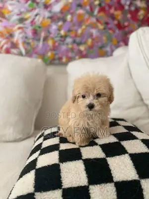 1-3 months Male Purebred Poodle