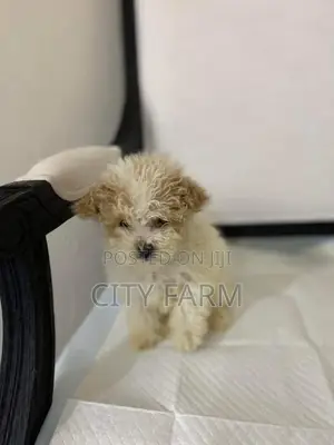 1-3 months Male Purebred Maltese